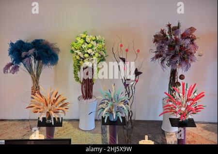 Bellissimi fiori colorati in vaso contro il muro bianco Foto Stock