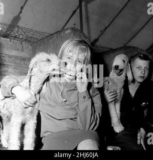 Questo terrier Bedlington ha guastato in come Jane Derbyshire, 9, di sale, Cheshire ha succhiato un ghiaccio-lolly allo spettacolo del cane a Stanley Park, Blackpool. Jane è un grande amante del cane, quindi non ha obiettato. 1961. Foto Stock