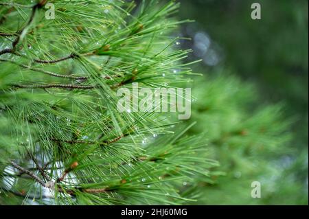 rami di pino dopo la pioggia. rami di pino bagnato dopo la pioggia vicino. Gocce di pioggia su un ago di pino. Sfondo sfocato naturale con aghi torce e gocce a Foto Stock