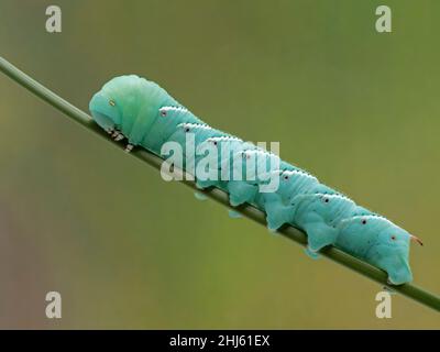 la vite senza fine del tabacco che strisciare su un gambo della pianta. Questo è il bruco della falce del tabacco (Manduca sestha). Queste larve sono un insetto di alimentazione per il Foto Stock