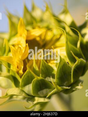 Scatto verticale di un'apertura di girasole Foto Stock