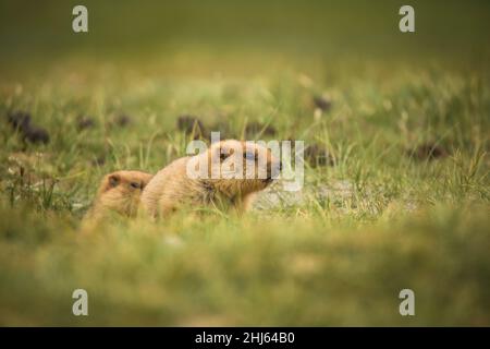 Himalayan Marmot, Marmota himalayana, Pangong, Ladakh, India Foto Stock