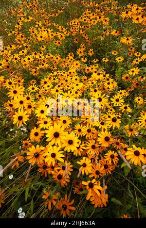 Il Susan dall'occhio nero è un anno selvaggio in Nord America che è stato coltivato in parecchie varietà come fiore del giardino Foto Stock