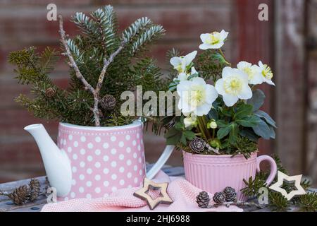 decorazione giardino d'inverno con helleborus niger in tazza e rami di abete in tea pot Foto Stock