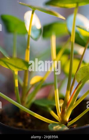 Macro shot di Pilea peperomioides famiglia soldi pianta houseplant. Delicata pianta ornamentale. Foto Stock