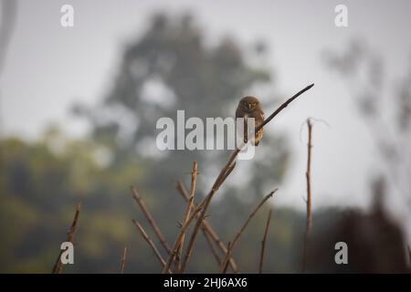 Gufo della giungla, Glaucidium radiatum, Uttarakhand, India Foto Stock