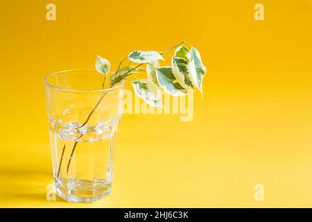 Il gambo del ficus variegato di Benjamin per la radicazione. Riproduzione vegetativa di piante da interno Foto Stock