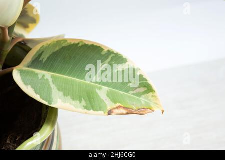 Problemi di cura delle piante domestiche - danni sulla foglia del variegato ficus elastico Belize. Tracce di waterlogging, radice marcisce, pesti, fungo Foto Stock