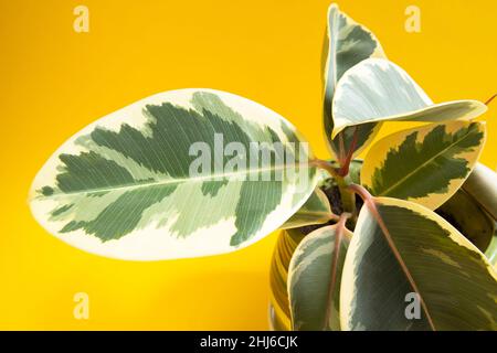 Primo piano foglia variegata in gomma Ficus con apertura gemma con una nuova foglia giovane su sfondo giallo. Home cura delle piante, coltivazione, annaffiatura e ferti Foto Stock