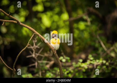 Baya Weaver, Ploceus philippinus, Pune, Maharashtra, India Foto Stock