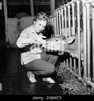 L'attrice Juliet Mills è stata allevata nella fattoria dei padri sul confine tra Kent e Sussex. Ama aiutare con la mungitura e l'alimentazione dei giovani vitelli. 29th agosto 1958. Foto Stock