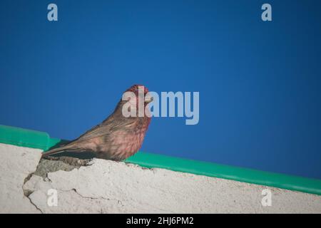 Grande Rosefinch, Carpodacus rubicilla, Ladakh, India Foto Stock