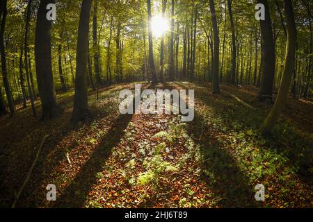 Herbstlicher Naturwald a Scharbeutz, Schleswig-Holstein, Germania, Europa Foto Stock