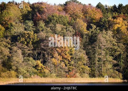 Herbstlicher Naturwald a Scharbeutz, Schleswig-Holstein, Germania, Europa Foto Stock