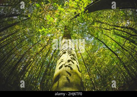 Herbstlicher Naturwald a Scharbeutz, Schleswig-Holstein, Germania, Europa Foto Stock