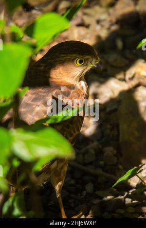 Besra, uccello della preda, raptor, Accipiter virgatus, Uttarakhand, India Foto Stock