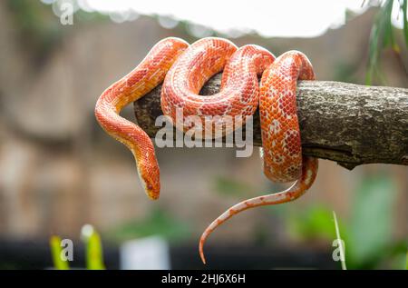 Il mais snake su un ramo Foto Stock