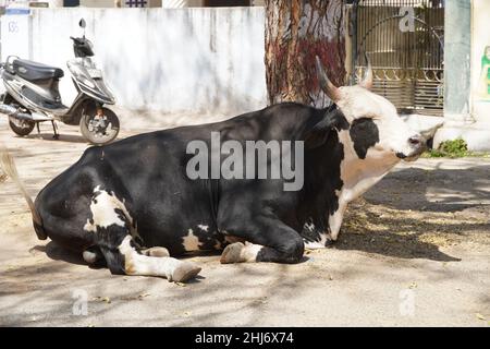Maturo, adulto nero e bianco vacca con corna, cute morbido aspetto, naso rosa, colpo di una vacca nera e bianca di fronte ad un albero, faccia amichevole - Goa Indi Foto Stock