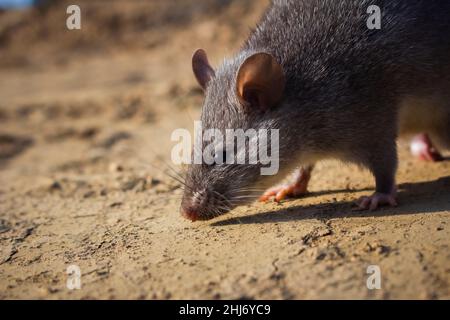 Rat cinese a bionda bianca, Niviventer confucianus, Nagaland, India Foto Stock