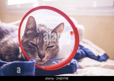 Gatto grigio che indossa un collare protettivo a casa dopo un chirurgia Foto Stock