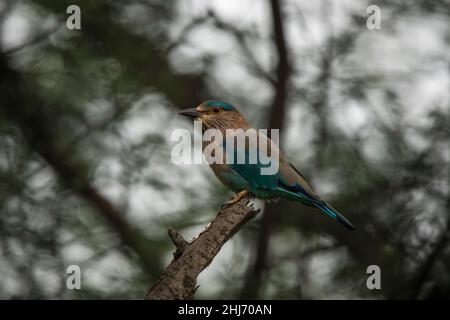 Rullo indiano, Coracias benghalensis, Jhalana, Rajasthan, India Foto Stock