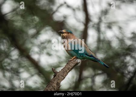 Rullo indiano, Coracias benghalensis, Jhalana, Rajasthan, India Foto Stock