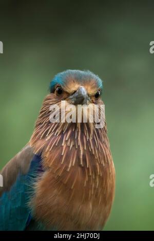 Rullo indiano, Coracias benghalensis, Jhalana, Rajasthan, India Foto Stock