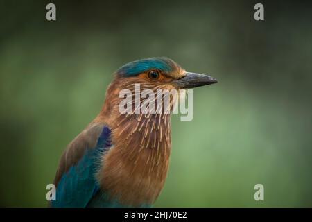 Rullo indiano, Coracias benghalensis, Jhalana, Rajasthan, India Foto Stock