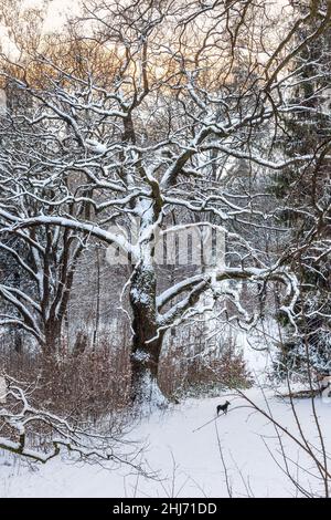 Inverno nel parco con lago ghiacciato in Ucraina Foto Stock