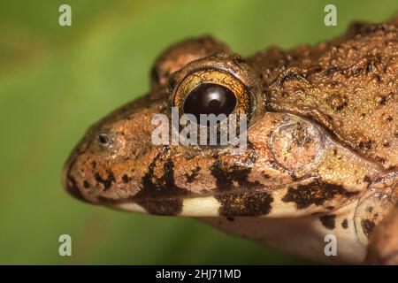 Rana di cricket, Ferjervarya sp., India Foto Stock