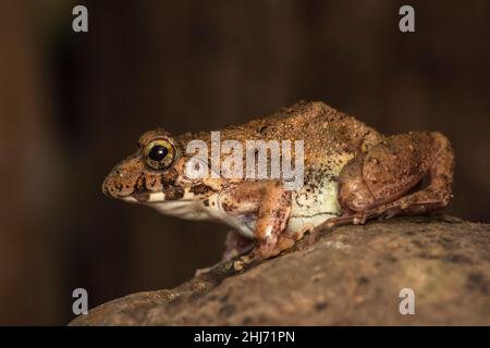 Rana di cricket, Ferjervarya sp., India Foto Stock