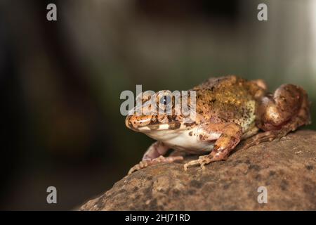 Rana di cricket, Ferjervarya sp., India Foto Stock