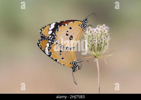 Farfalla della tigre piana di accoppiamento (Danaus chrysippus) Foto Stock