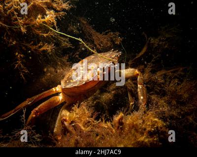 Un granchio tra alghe e pietre. Immagine dal suono, tra Svezia e Danimarca Foto Stock