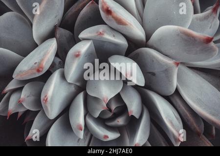 Closeup vista di Echeveria succulente pianta bella rosetta di foglie blu-cielo Foto Stock