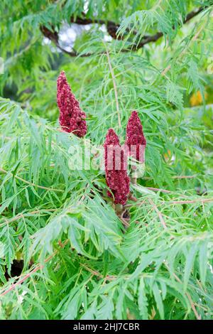 Fiori e fogliame di cut-leaf Sommacco maggiore (Rhus typhina 'Dissecta'). Foto Stock