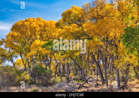 Fremont cottonwood albero ripariano foresta, San Pedro Riparian National Conservation Area, vicino Sierra Vista, Arizona, Stati Uniti Foto Stock