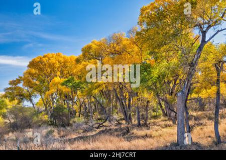 Fremont cottonwood albero ripariano foresta, San Pedro Riparian National Conservation Area, vicino Sierra Vista, Arizona, Stati Uniti Foto Stock