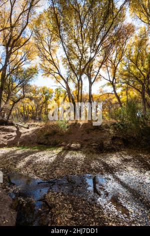 Fremont cottonwood albero foresta ripariana, sul canale del fiume San Pedro, San Pedro Riparian NCA, vicino Sierra Vista, Arizona, Stati Uniti Foto Stock