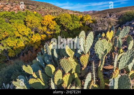 Cactus prickly pera sopra Bonita Creek Canyon, vicino alla confluenza del fiume Gila, Gila Box Riparian National Conservation Area, vicino a Safford, Arizona, Stati Uniti Foto Stock