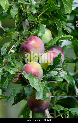 Prugne 'Guinevere', Prunus domestica 'Guinevere'. Frutta matura che cresce su albero Foto Stock