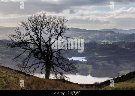 Vista da Wansfell sopra Windermere settentrionale e Blelham tarn con un solo albero in primo piano Foto Stock