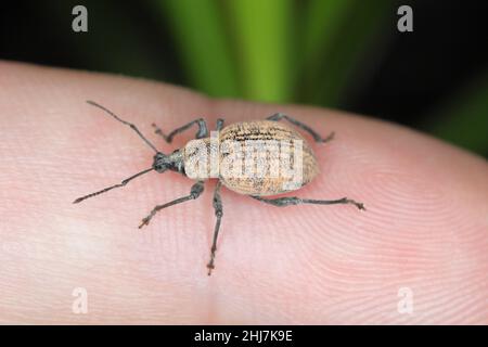 Beetle di Otiorhynchus (a volte Otiorrhynchus) sul dito. Foto Stock