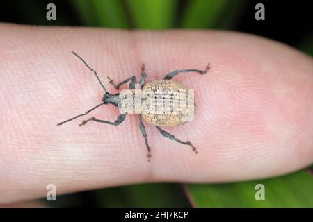 Beetle di Otiorhynchus (a volte Otiorrhynchus) sul dito. Foto Stock