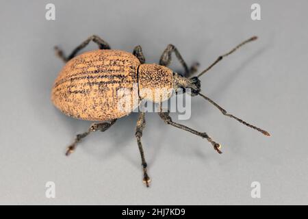 Beetle di Otiorhynchus (a volte Otiorrhynchus) su sfondo grigio. Foto Stock