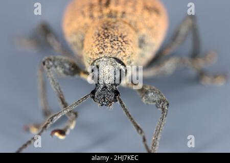 Beetle di Otiorhynchus (a volte Otiorrhynchus) su sfondo grigio. Foto Stock