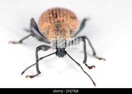 Beetle di Otiorhynchus (a volte Otiorrhynchus) su sfondo grigio. Foto Stock