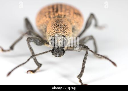 Beetle di Otiorhynchus (a volte Otiorrhynchus) su sfondo grigio. Foto Stock