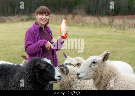 La pastorella Vegan. Immagini di una donna nel nord della Scozia che si prende cura di un piccolo gregge di pecore, molte delle quali hanno problemi di età e salute. Foto Stock