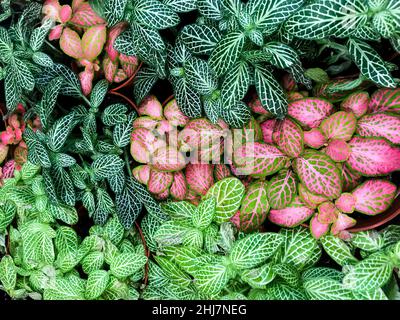 Foglie variegate multicolore con striature di colore verde Fittonia, bianco, rosa. Foto Stock